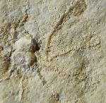 Saccocoma tenella (GOLDFUSS 1831) - Bild © FossNet FossilienStore